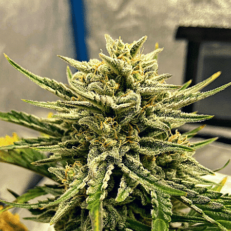 Black Domina x Banana Kush Seeds