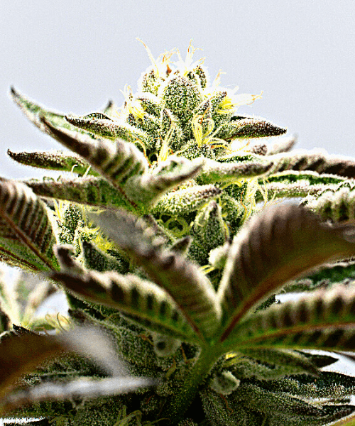 Black Jack Auto Seeds