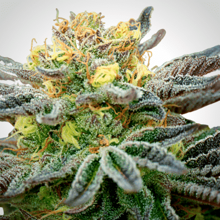 Blackberry Kush Seeds