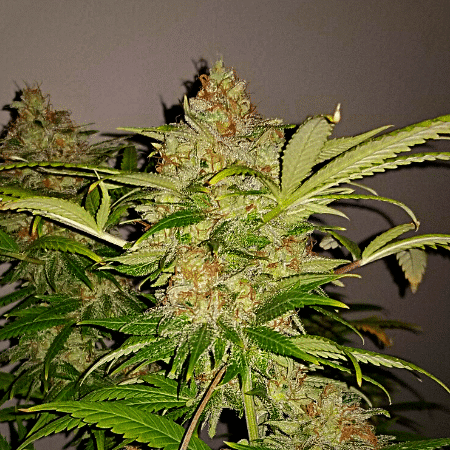 Blue Cookies Seeds