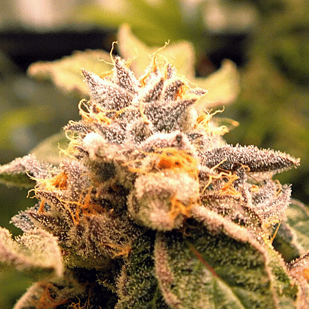 Blueberry Seeds