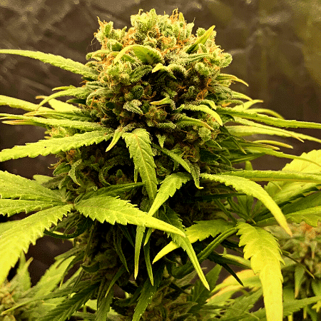 Blueberry Badazz OG Seeds