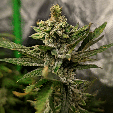 Blueberry x White Widow Seeds