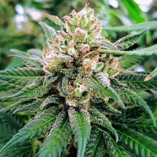 Bruce Banner 3 Seeds