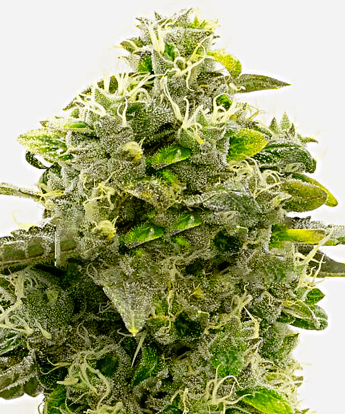 CBD Harlequin Kimbo Kush Seeds