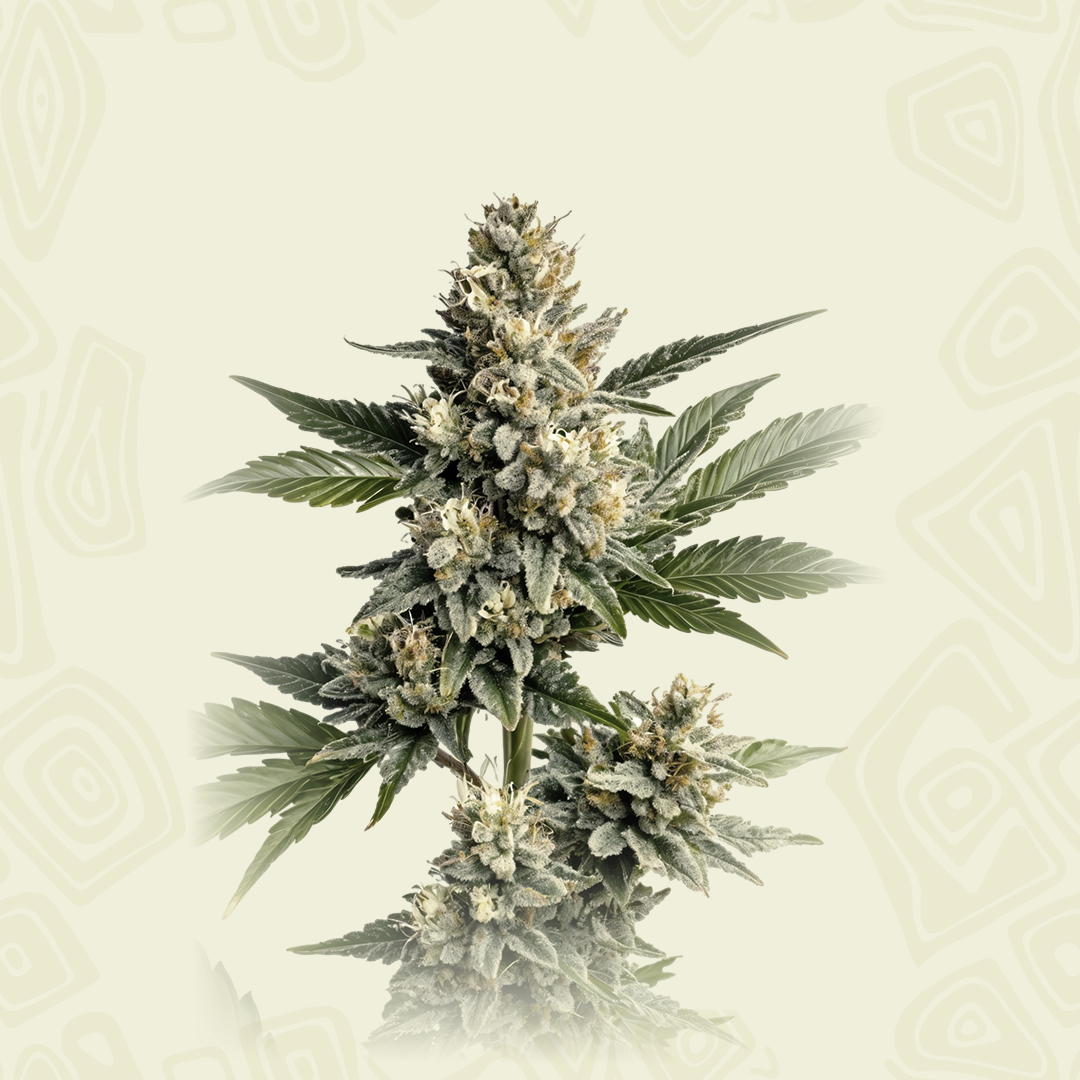 Cbd Og Kush