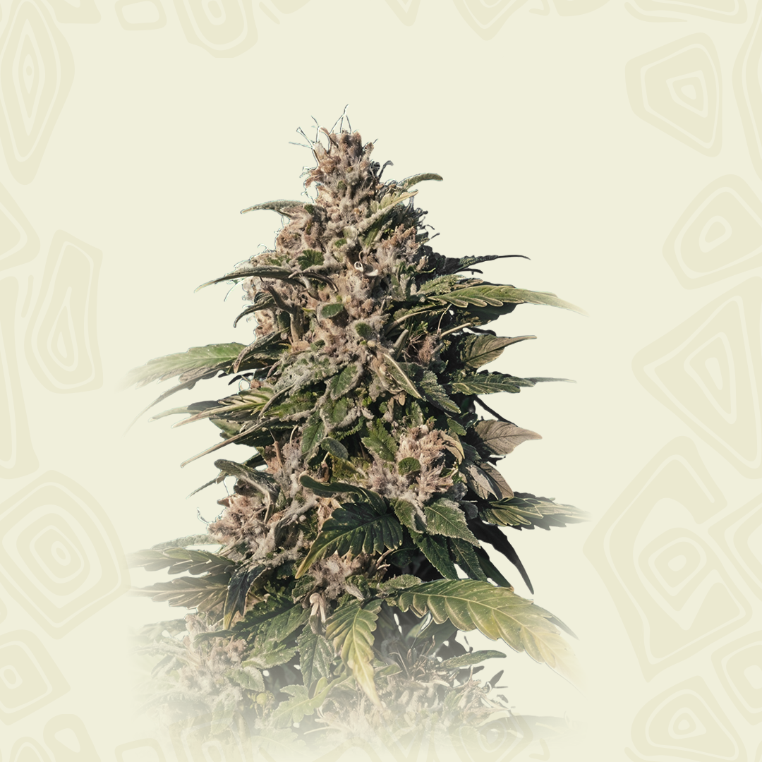 Cbd -smoke