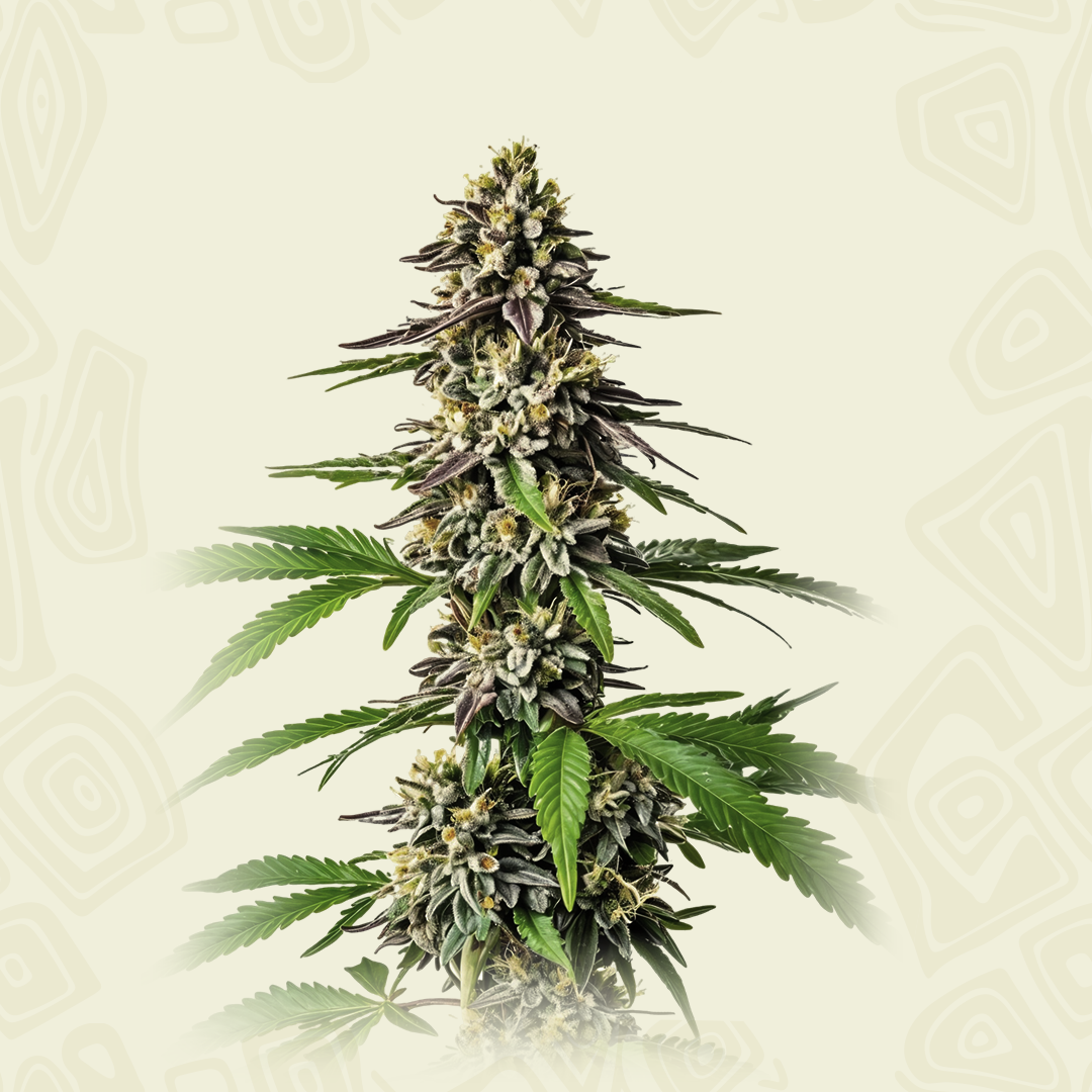 Chem Sour Diesel X Lime Mac