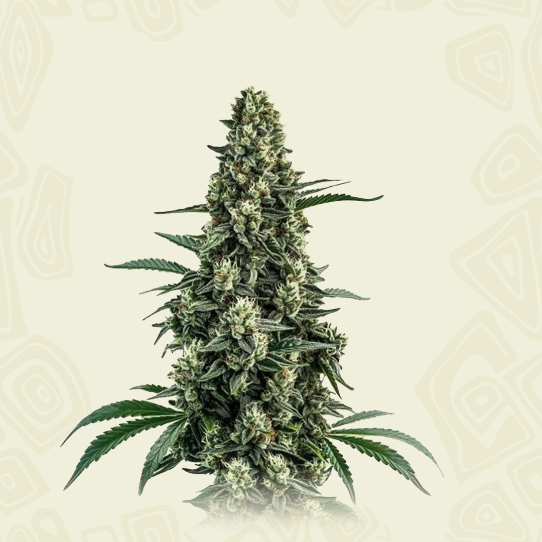 Chocolope