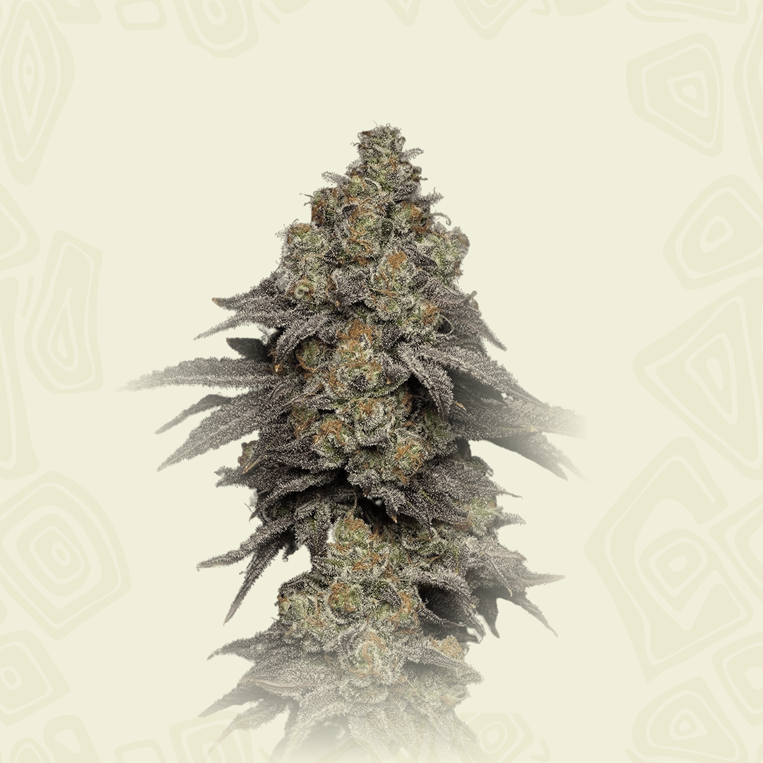 Coockies Cbd