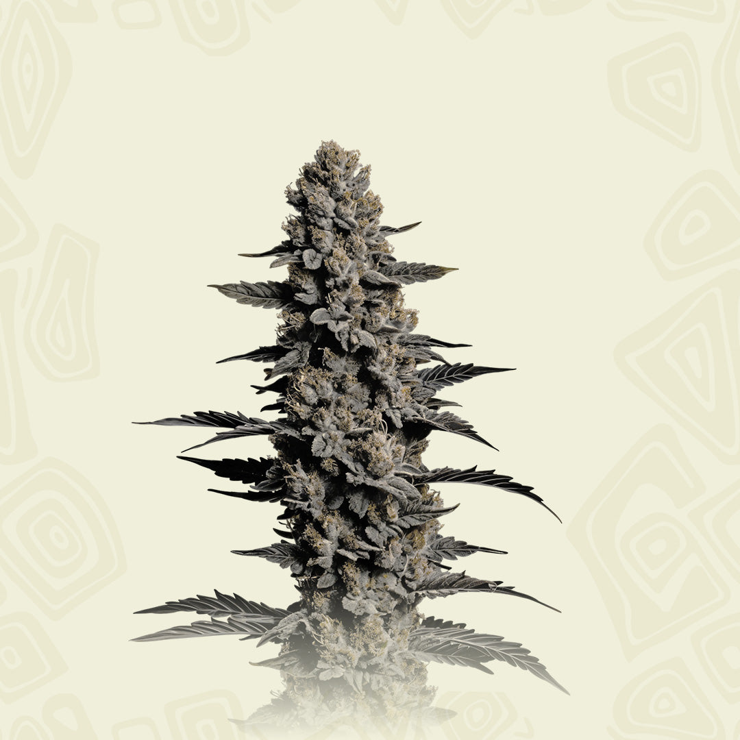 Cookies Cream