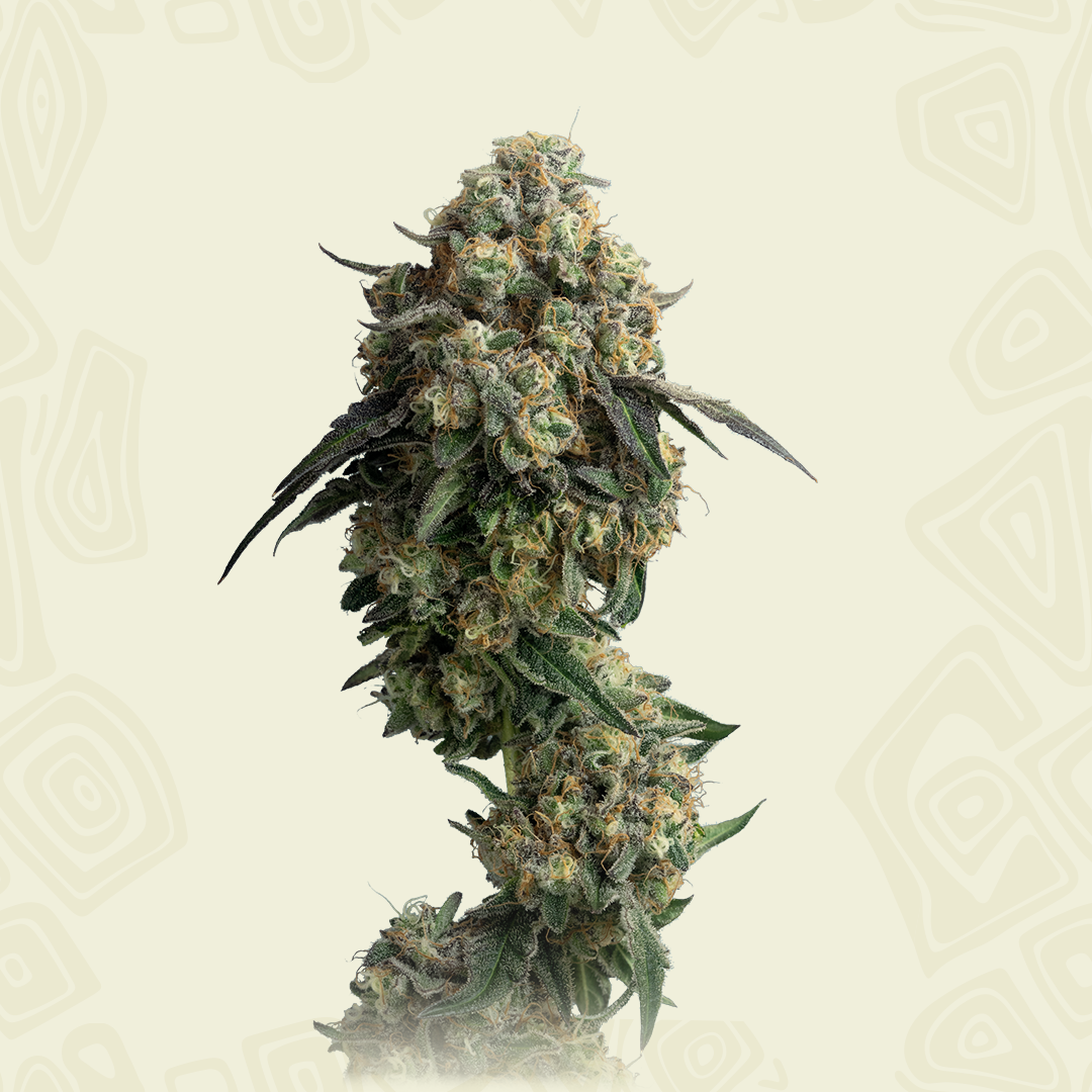 Cookies Gelato Autoflower - Mavericks Genetics