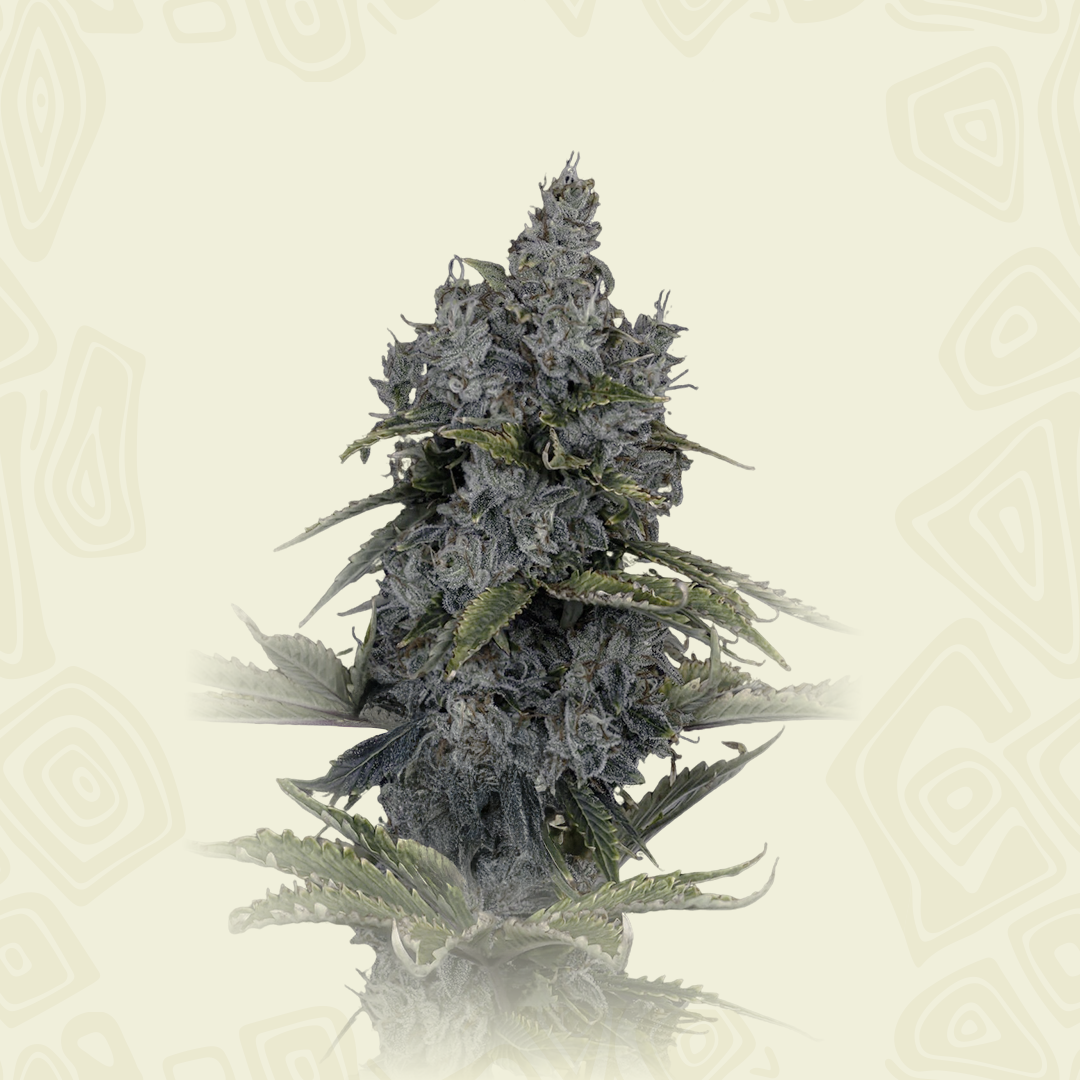 Cookies'n Sour Auto