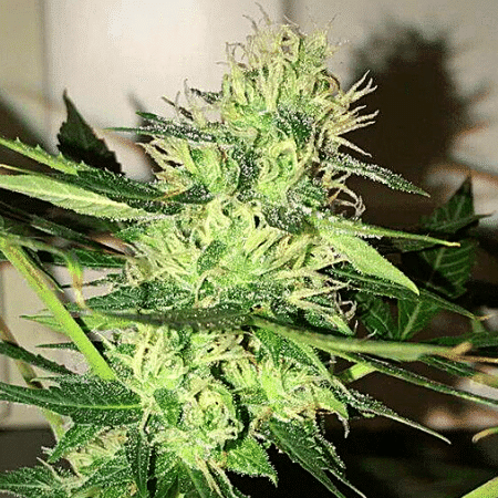 Candy Punch Regular Seeds