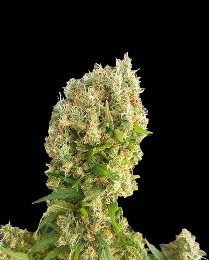 Chemdog Gorilla Seeds