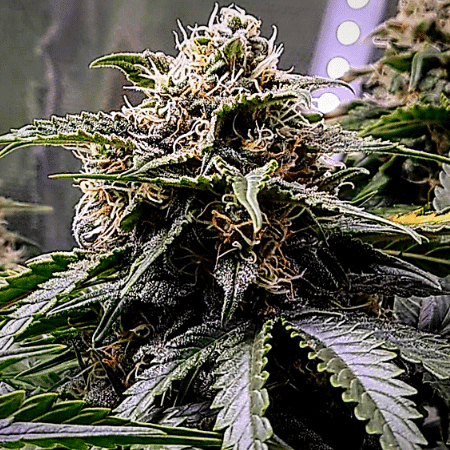 Cindy 99 Regular Seeds