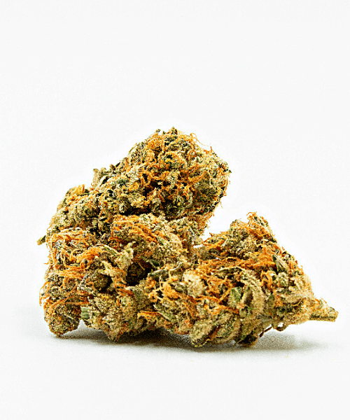 Critical Auto Seeds