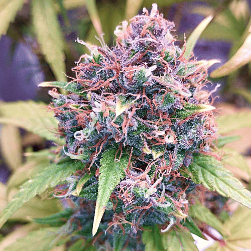 Critical Banana