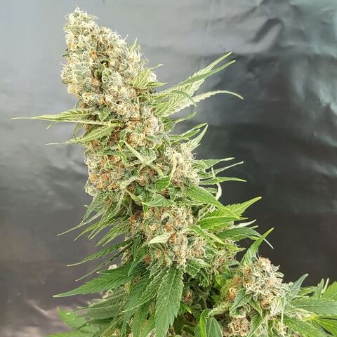 Critical GG4 Seeds