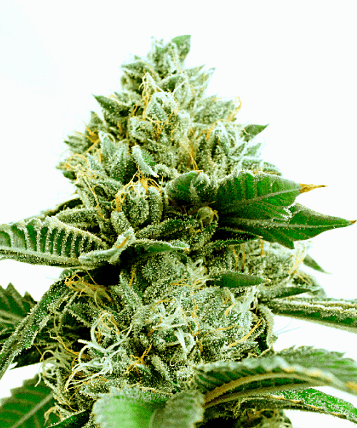Critical x Green Crack Seeds