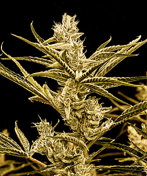 Critical x Mazar Auto Seeds