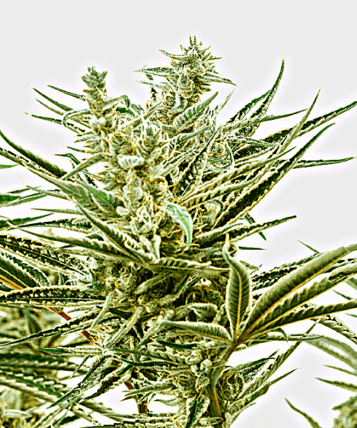 Skunk x NL Seeds