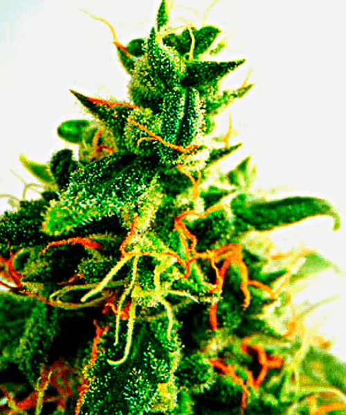 Do-si-Dos Seeds