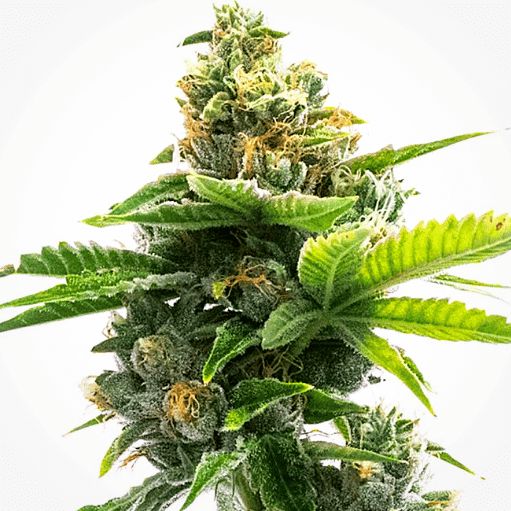 Deelite Auto Seeds