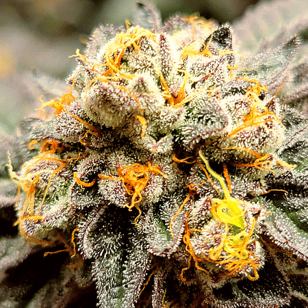 Do-Si-Dos Regular Seeds