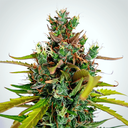 Do-si-Dos Auto Seeds