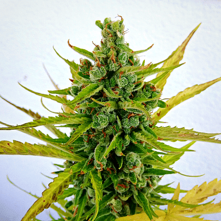 Dolato Seeds