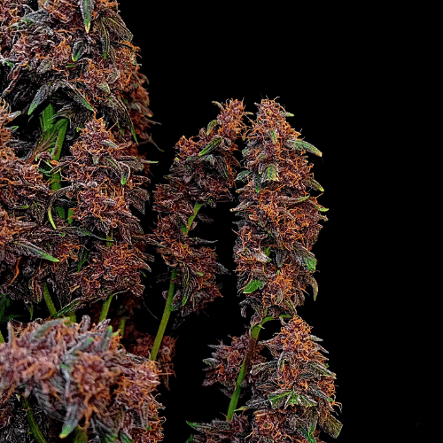 Fat Bastard Seeds