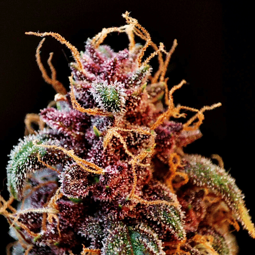 Fire Alien Strawberry