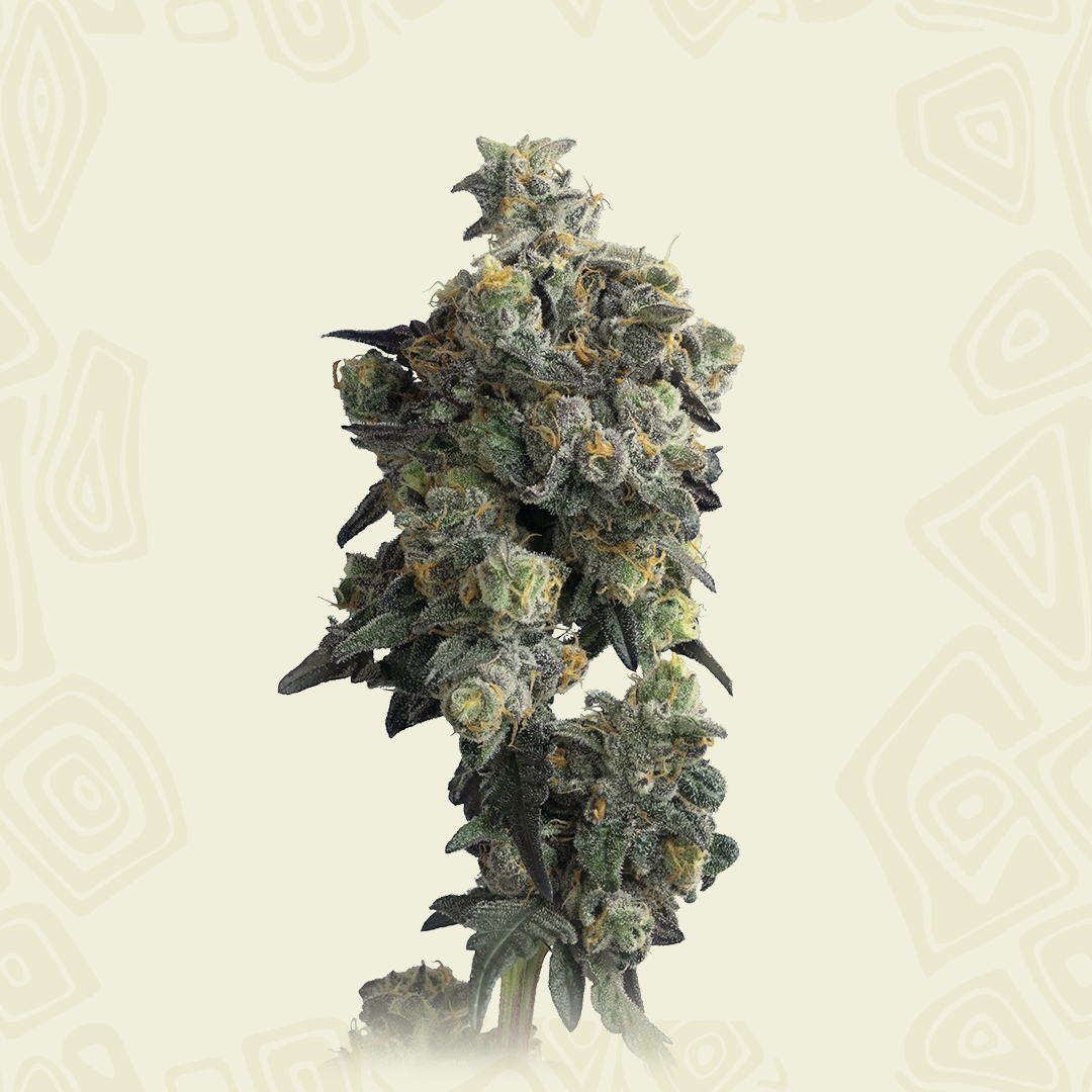 Gas Face Autoflower - Mavericks Genetics