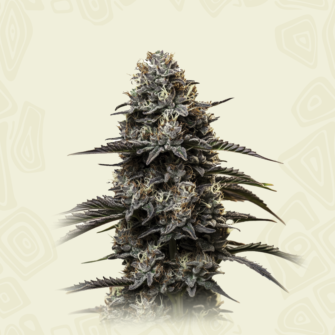 Grand Daddy Purple