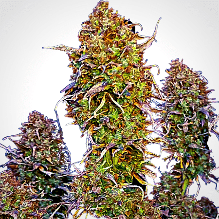 Girl Scout Cookies Regular Seeds