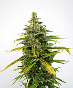 GG4 x Grapefruit Regular Seeds