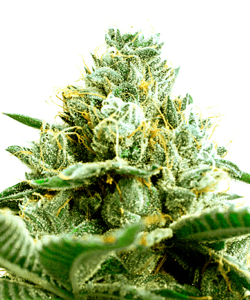 GG4 x Pellezino Regular Seeds