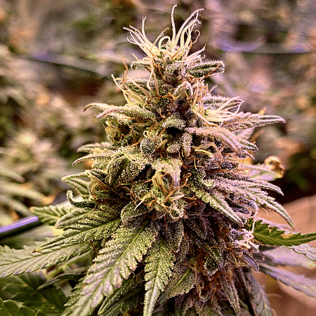 Grandaddy Black Seeds