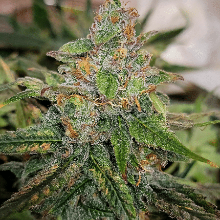 Grape Ape Seeds