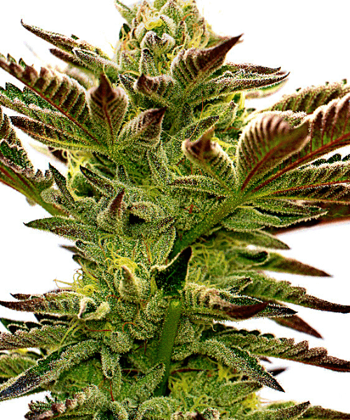 Grapefruit Seeds