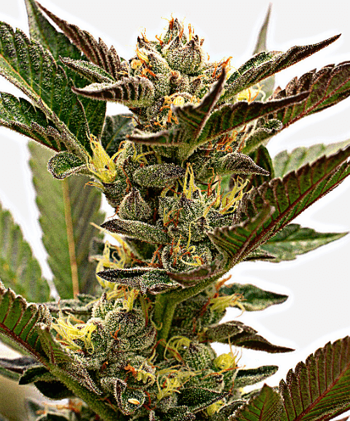 Grapefruit Auto Seeds