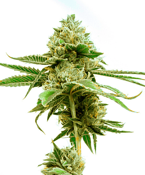 Great White Shark Seeds