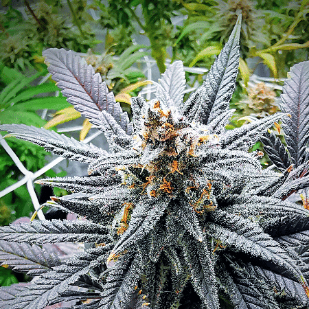 Green Crack x AK47 Seeds