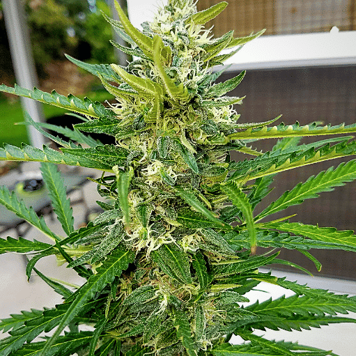 Grizzly Purple Auto Seeds