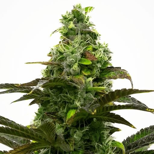 Grizzly Purple Kush Seeds