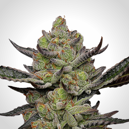 Gush Mints s1 Seeds