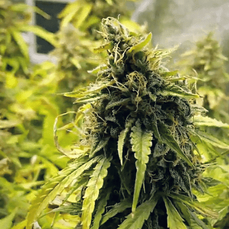Hindu Kush Seeds