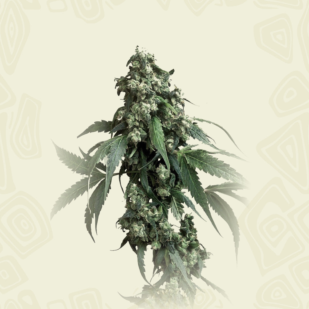 Jack Widow