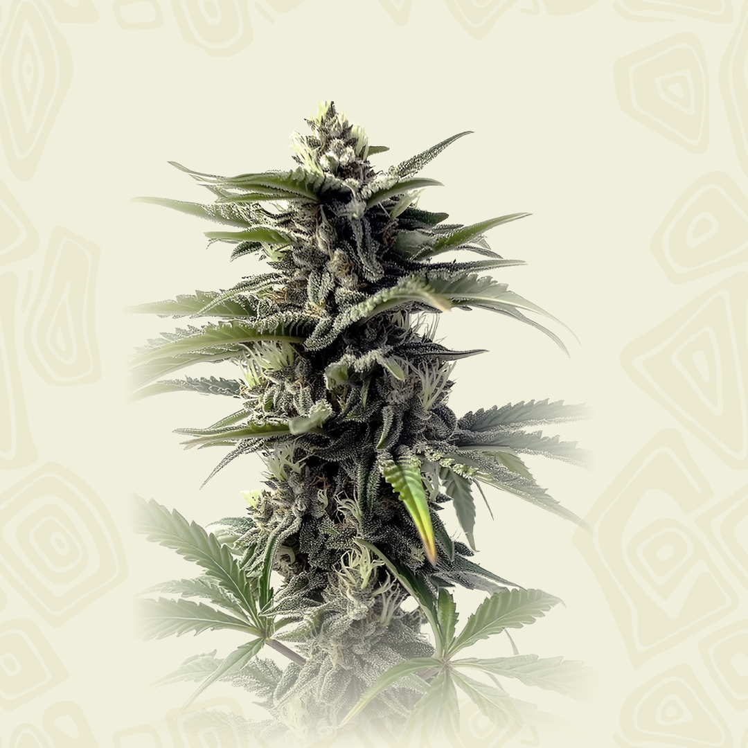 Killer Kush Auto